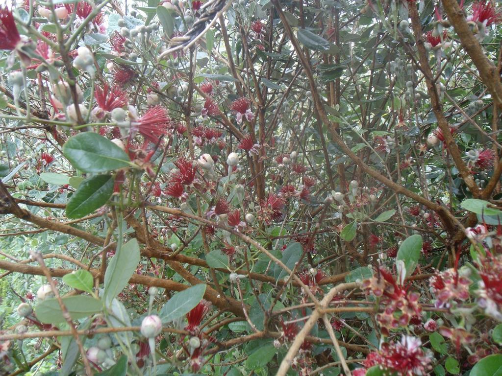 Отель Tropical Fruit Garden Велаш Экстерьер фото