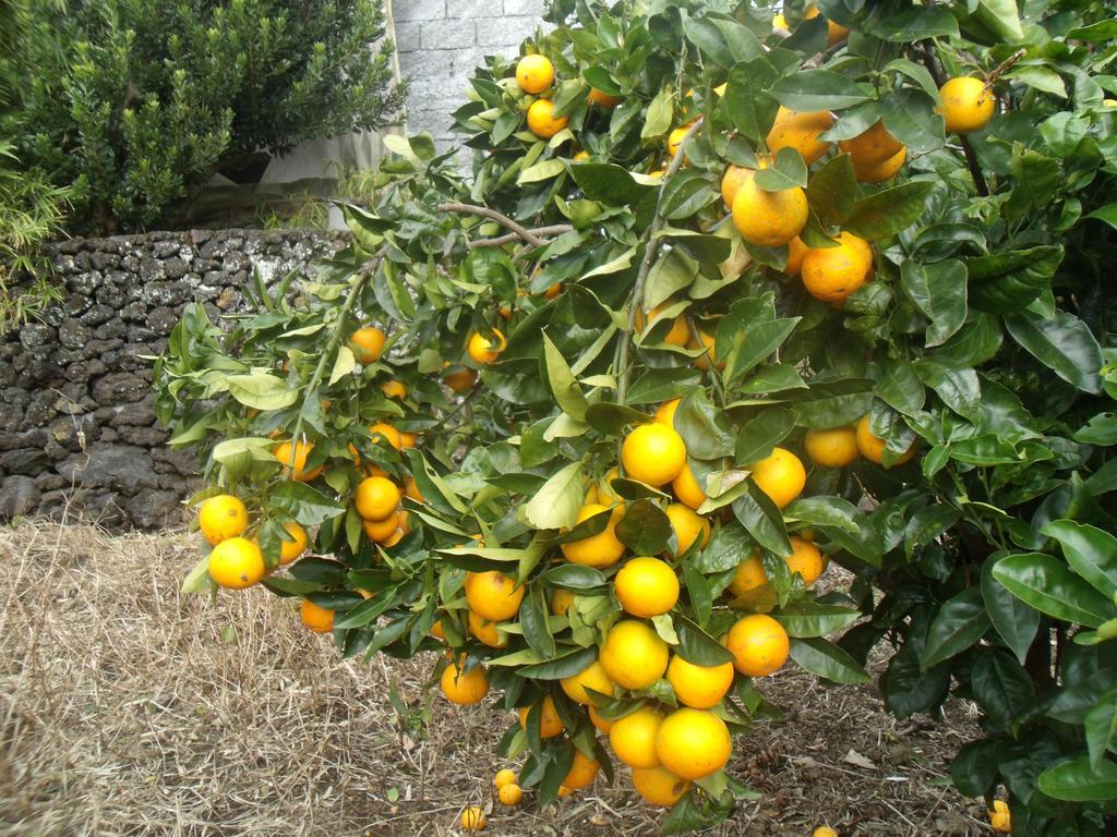 Отель Tropical Fruit Garden Велаш Экстерьер фото