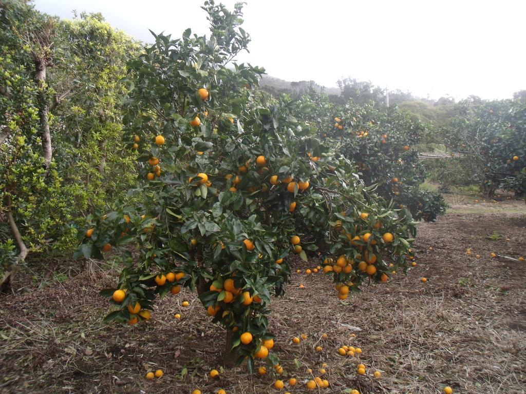 Отель Tropical Fruit Garden Велаш Экстерьер фото