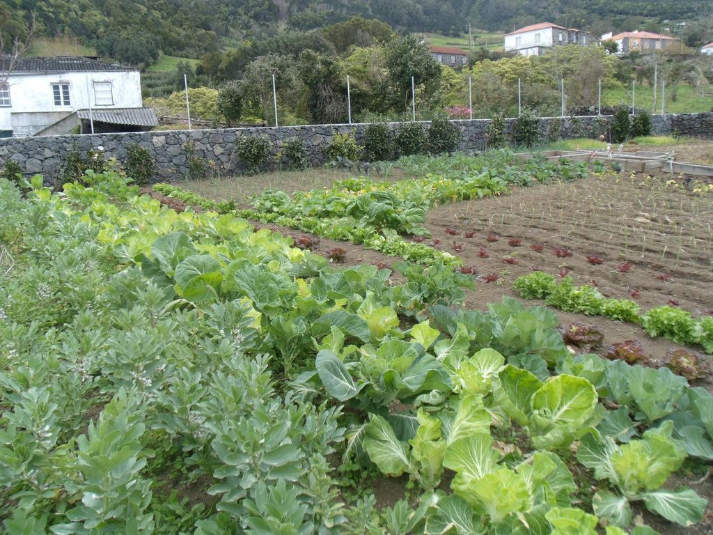 Отель Tropical Fruit Garden Велаш Экстерьер фото