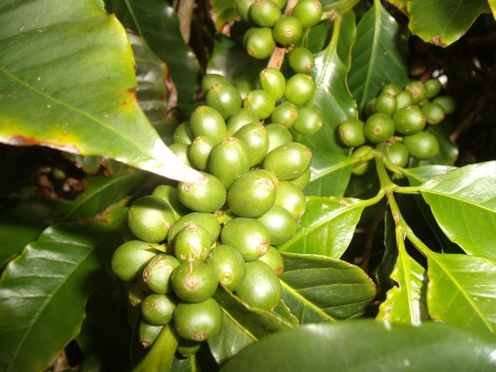 Отель Tropical Fruit Garden Велаш Экстерьер фото