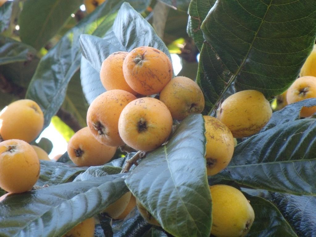 Отель Tropical Fruit Garden Велаш Экстерьер фото